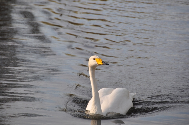 whooper swan, whooper swans-2.JPG - WHOOPER SWAN - REGENTS PARK - APRIL 2010